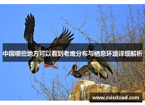 中国哪些地方可以看到老鹰分布与栖息环境详细解析